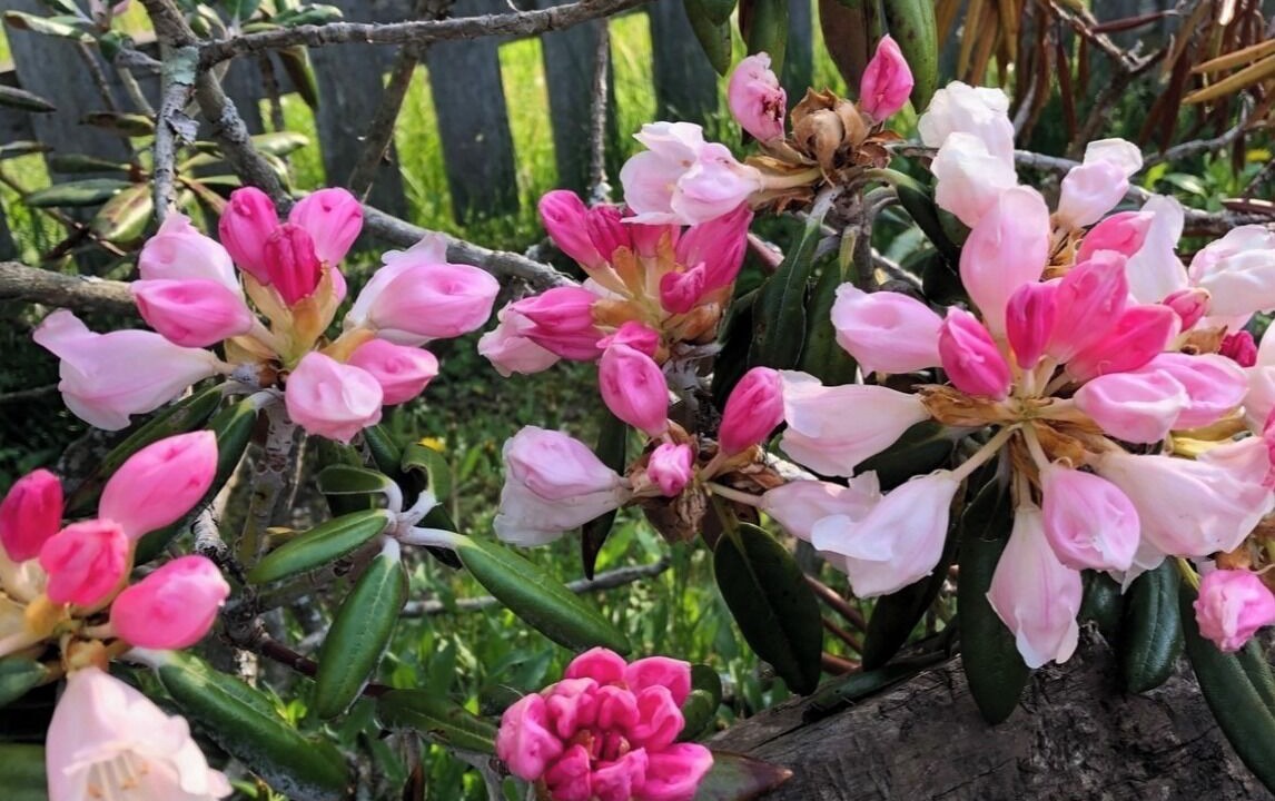 Photo of Outdoor in Tsumagoi