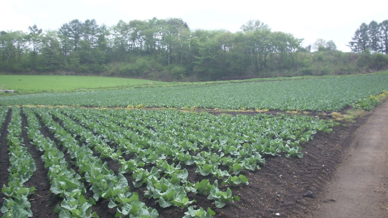 Photo of Outdoor in Tsumagoi