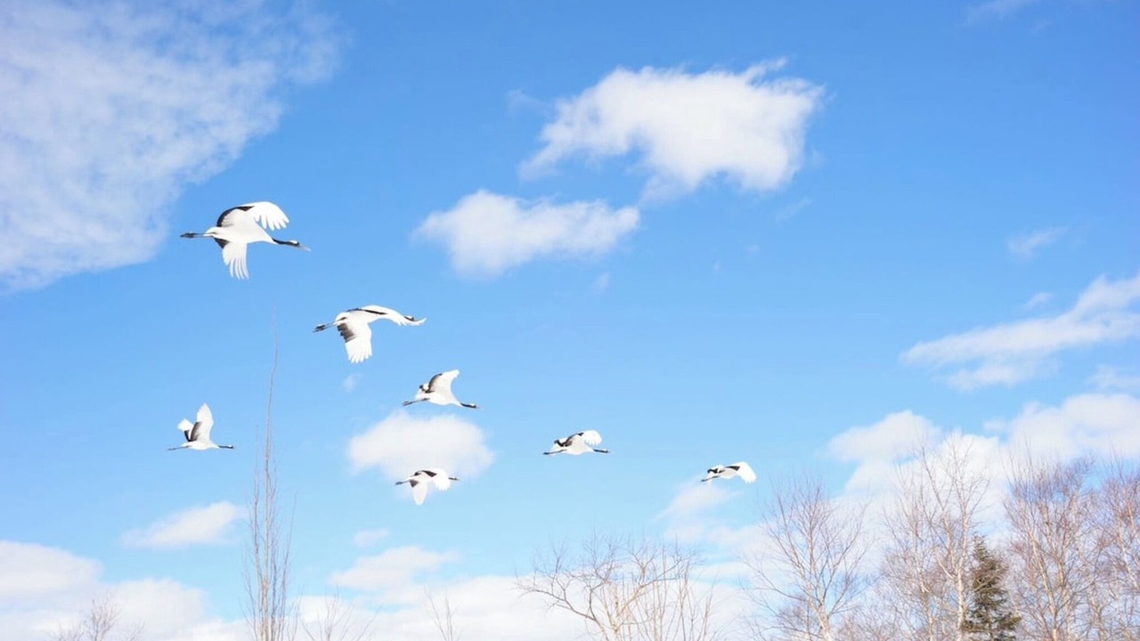 Photo of Others in Tsurui