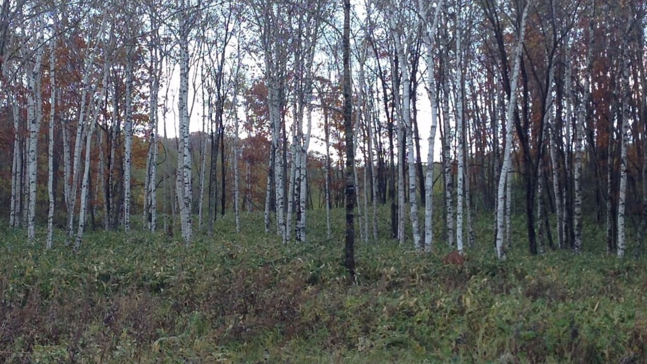 Photo of Outdoor in Tsurui