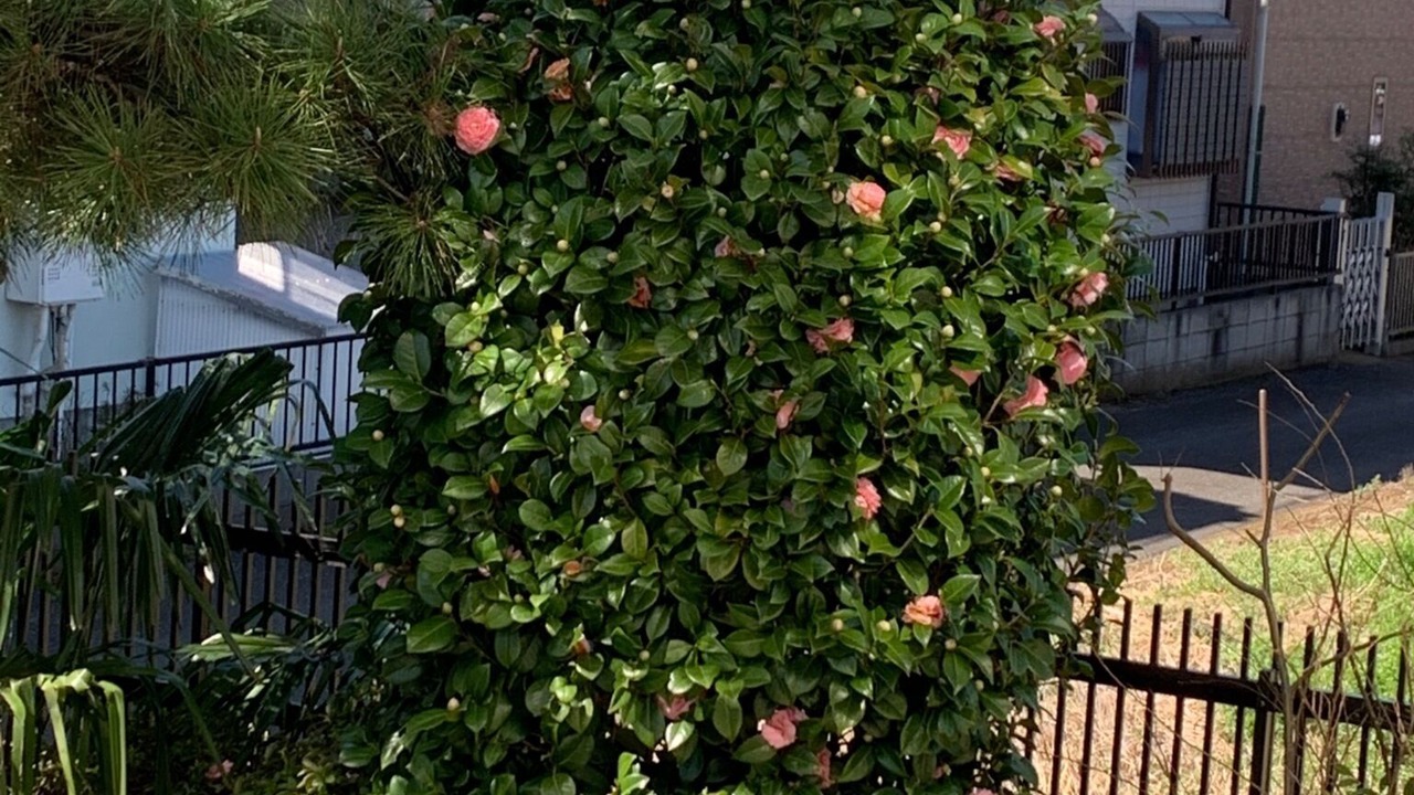 Photo of Outdoor in Kamagaya