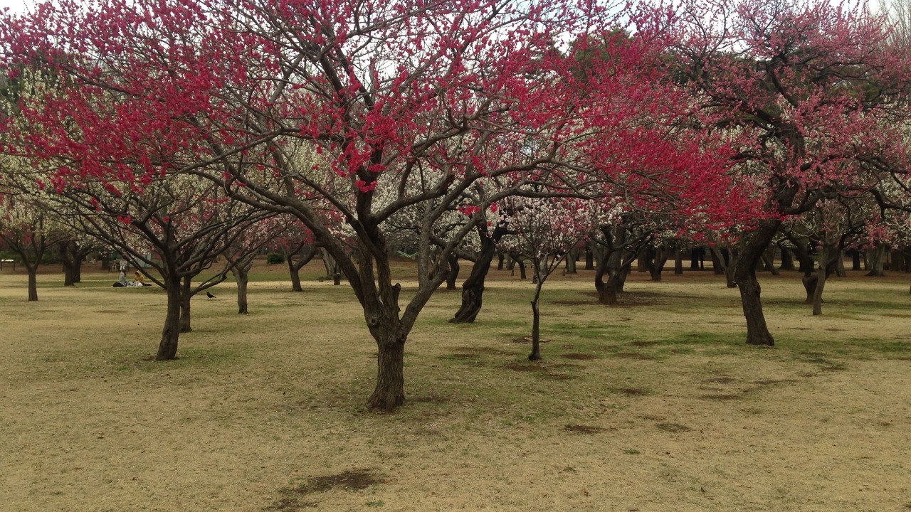 Photo of Outdoor in Suginami