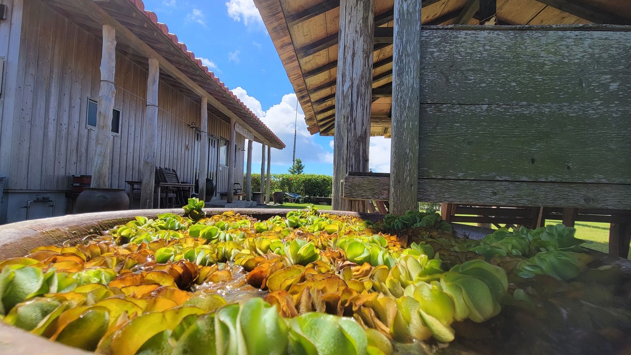 Photo of Patio Balcony in Ginoza