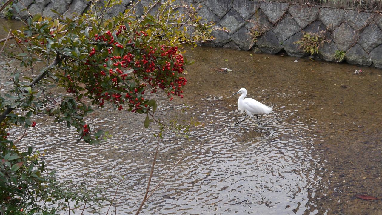 Photo of Others in Shimogyo