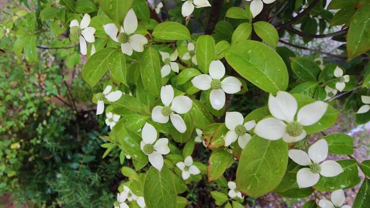 Photo of Outdoor in Sawara-ku