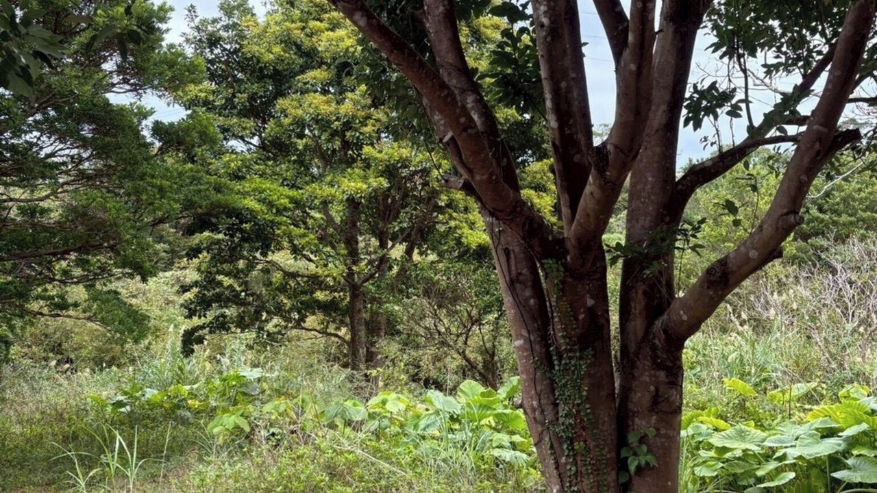 Photo of Others in Imadomari