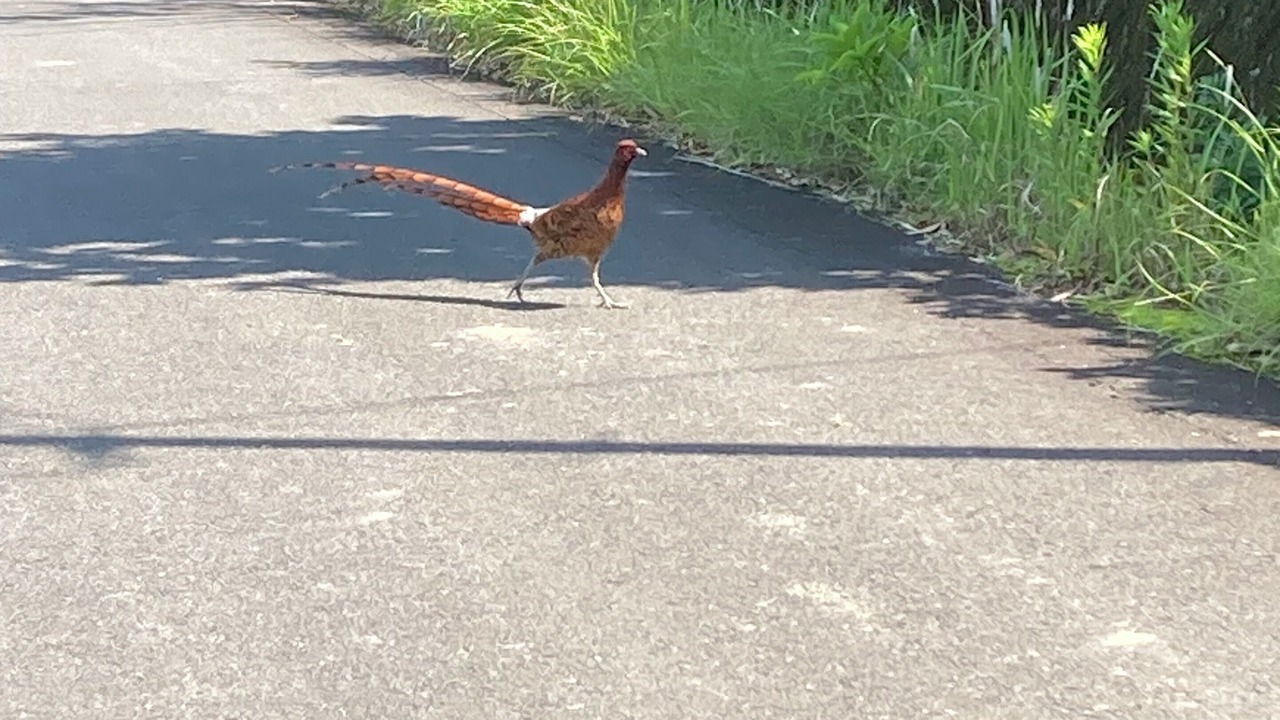 Photo of Others in Kagoshima