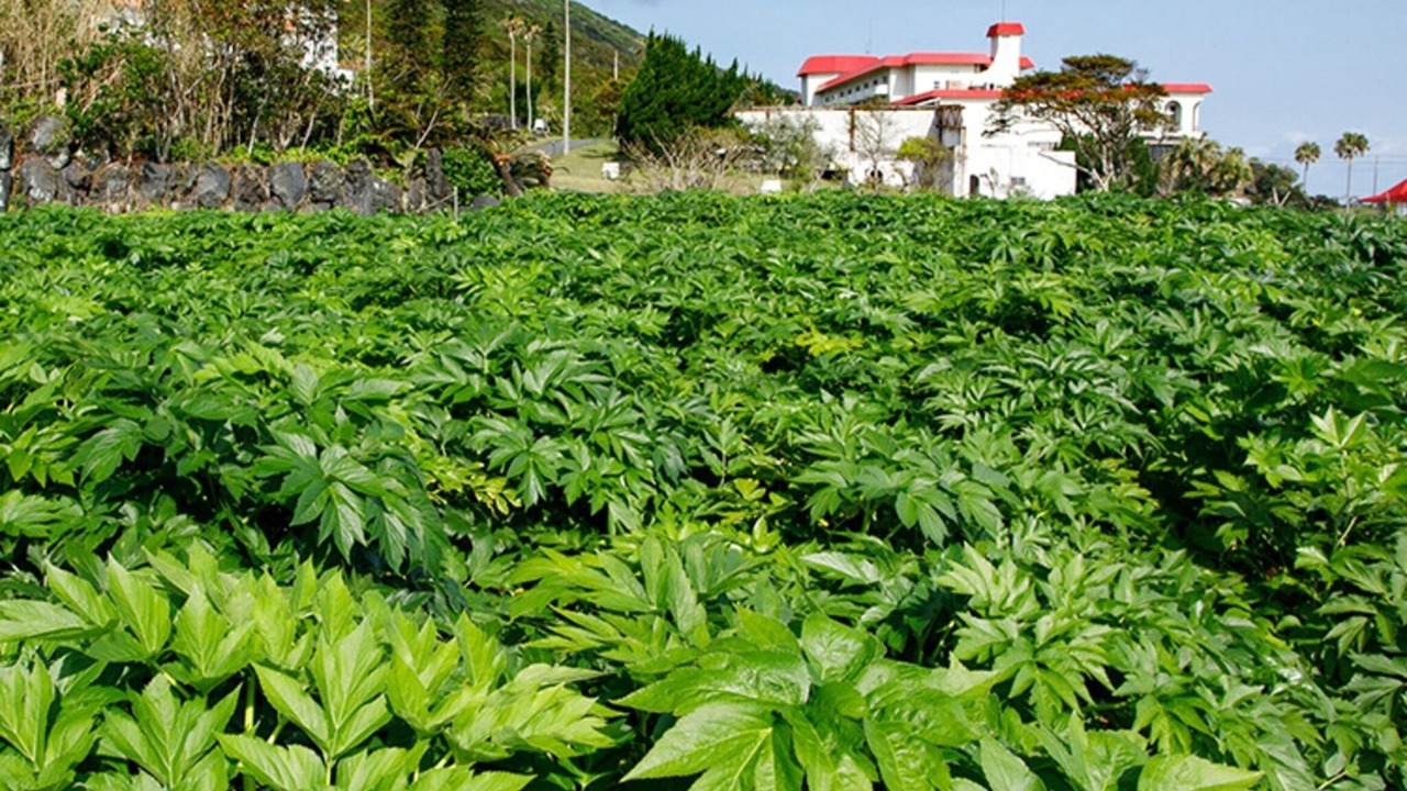 Photo of Outdoor in Hachijo