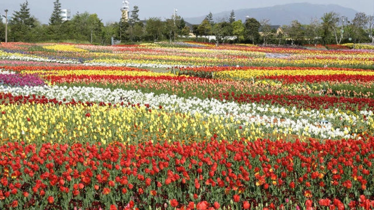 Photo of Outdoor in Kuwana