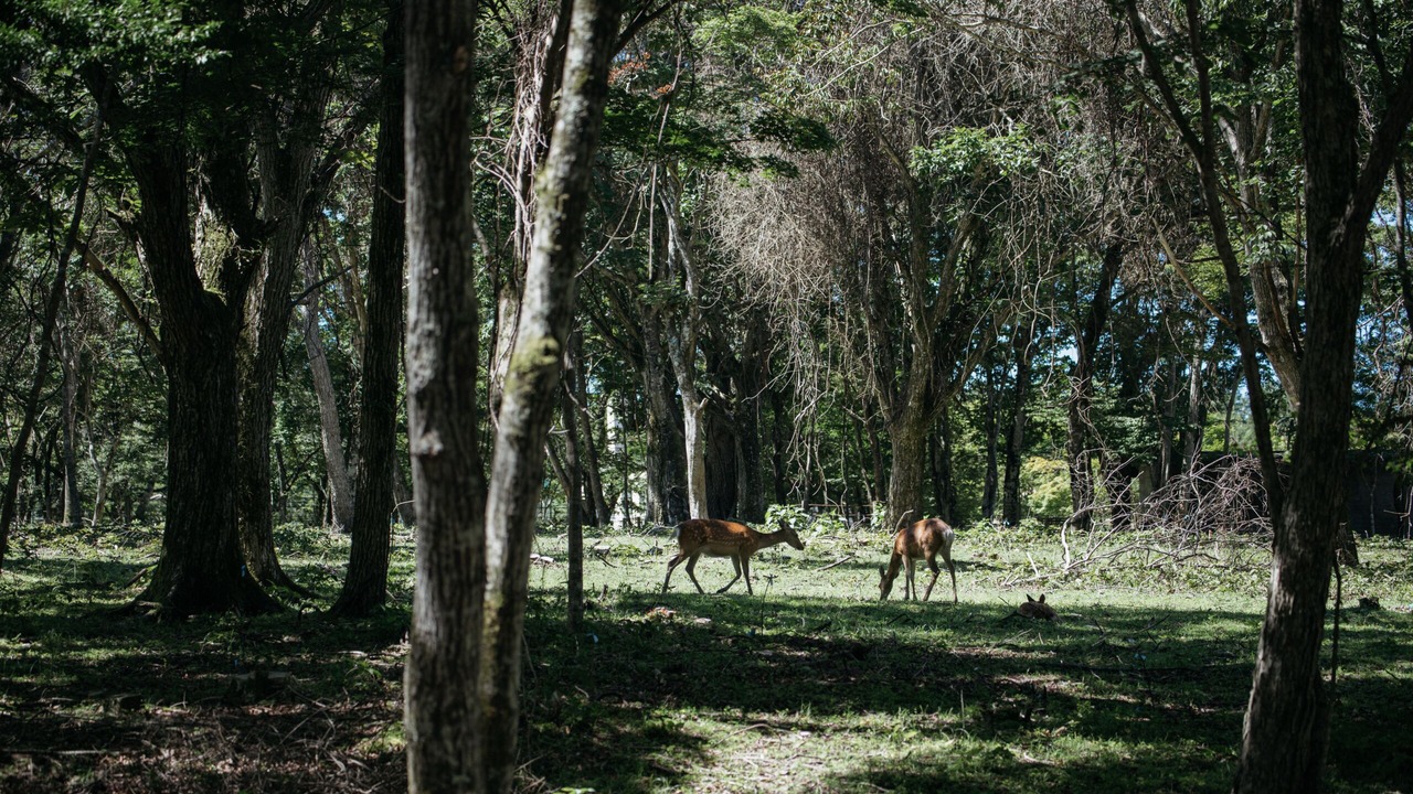 Photo of Outdoor in Yamanakako
