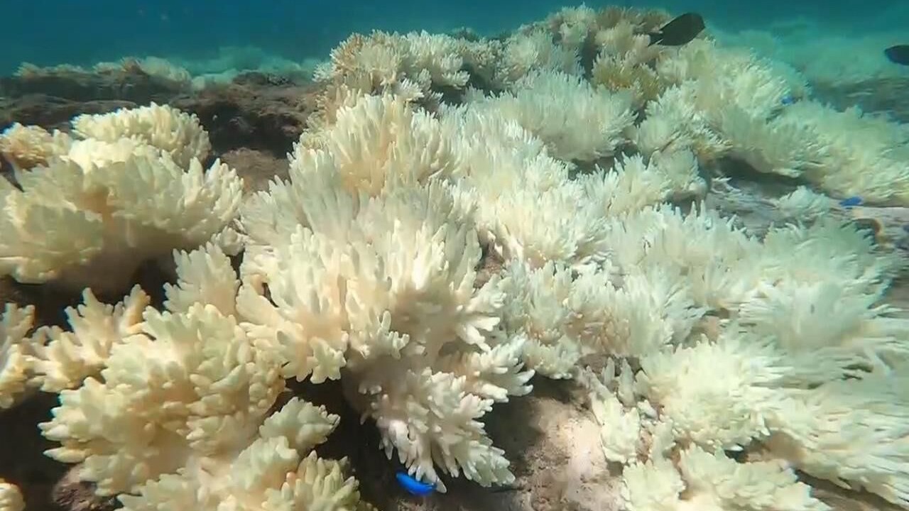 Photo of Others in Kikai Island