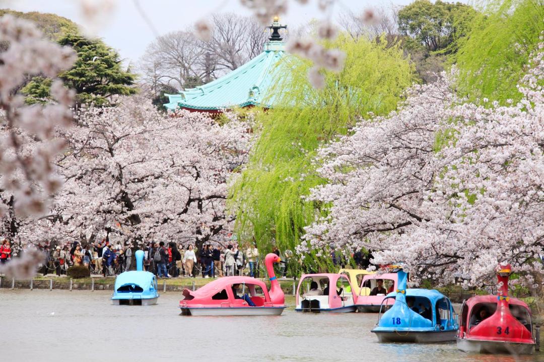 Photo of Others in Ueno