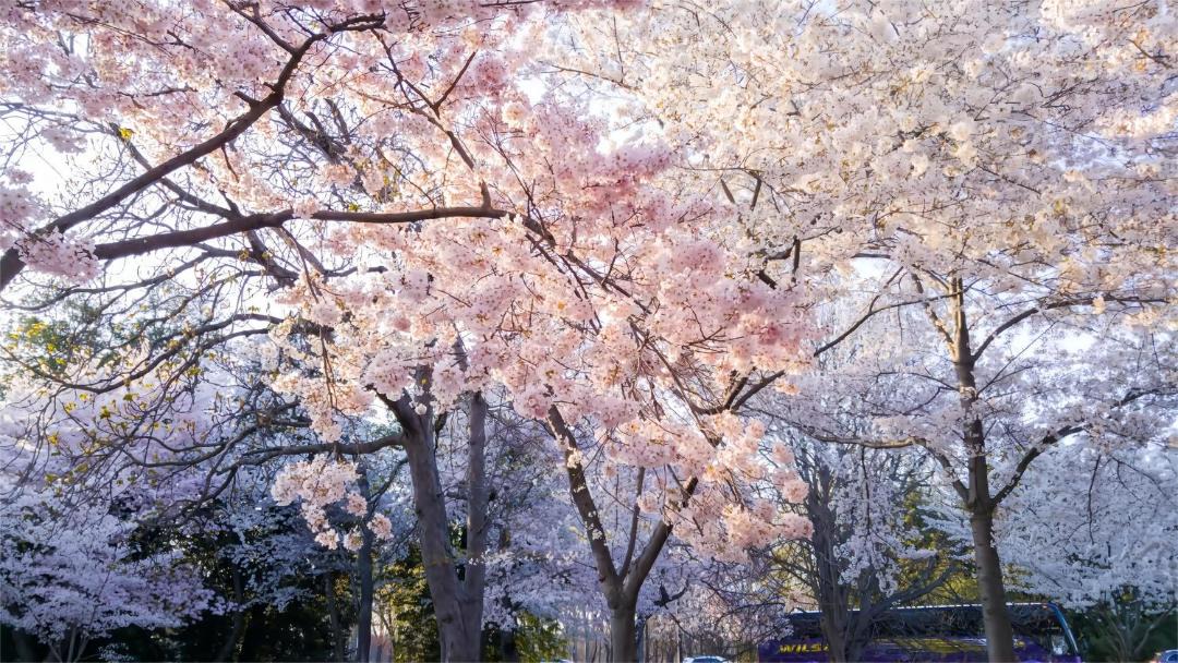 Photo of Others in Yushima