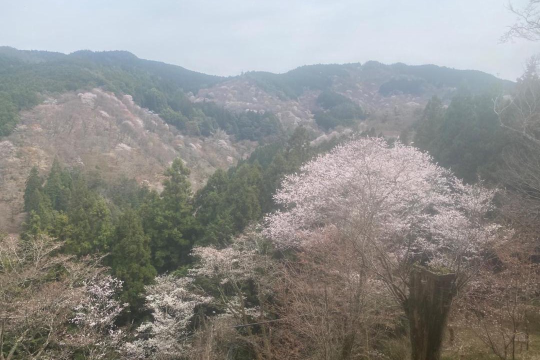 Photo of Others in Yoshino