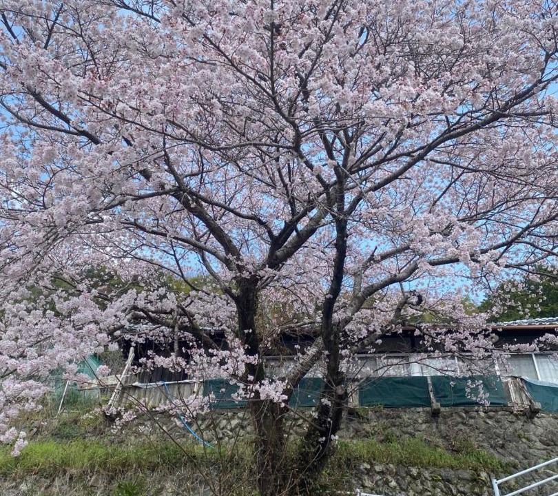 Photo of Others in Yoshino