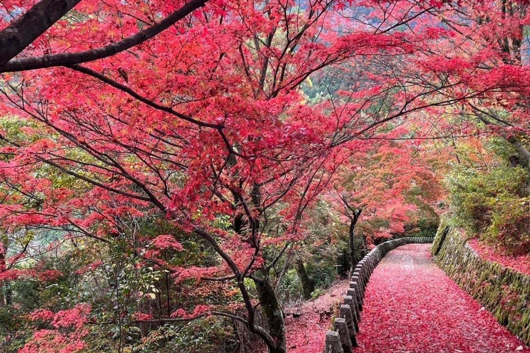 Photo of Others in Yoshino