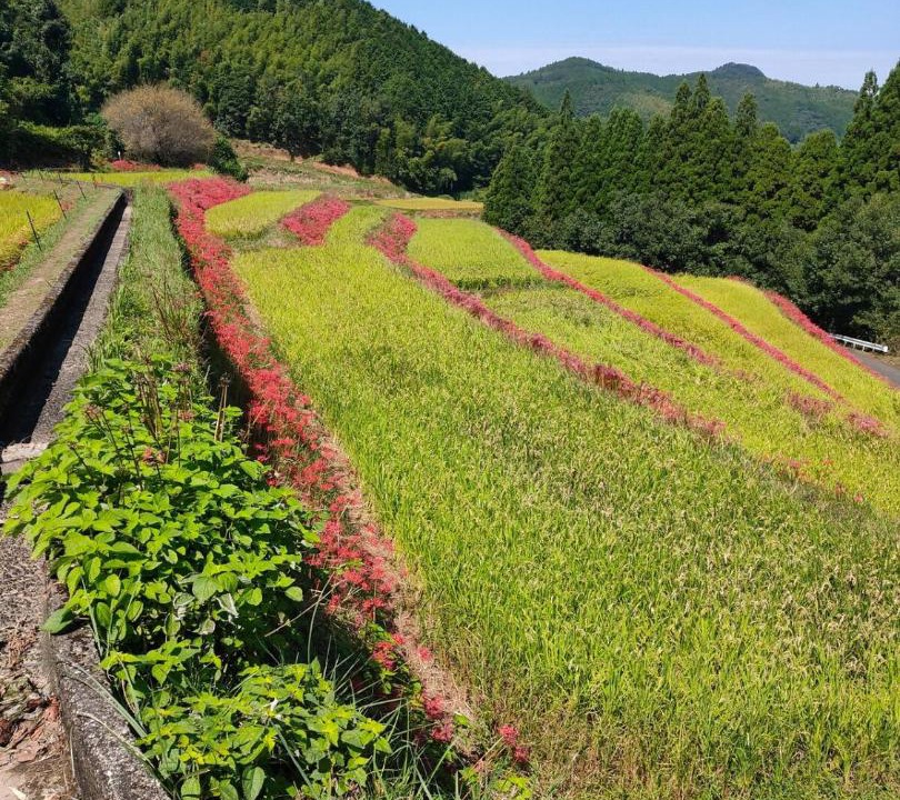 Photo of Others in Kurogi