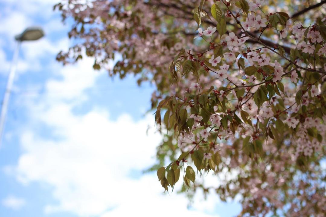 Photo of Outdoor in Shiroishi
