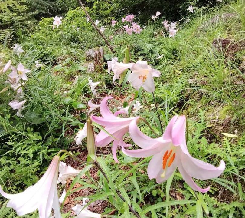 Photo of Others in Nachikatsuura