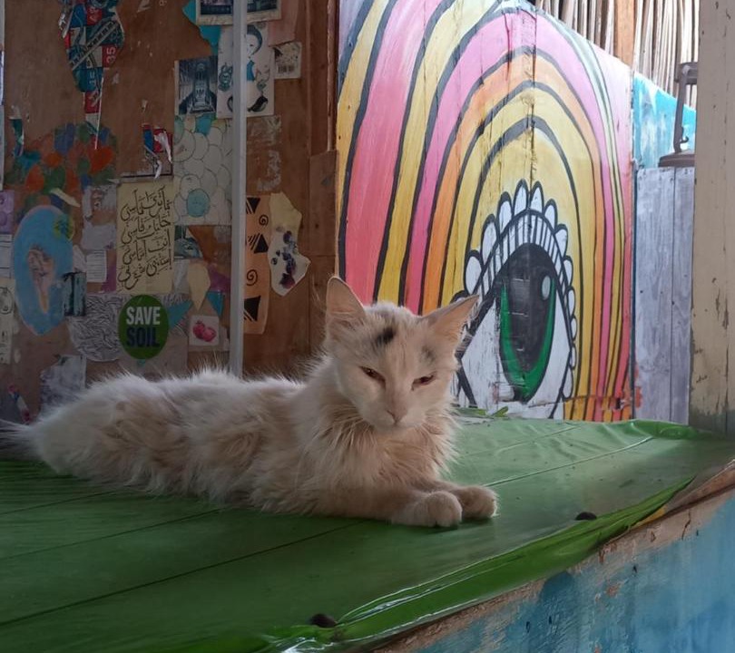 Photo of Others in Dahab