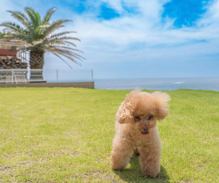 Photo of Others in Tateyama