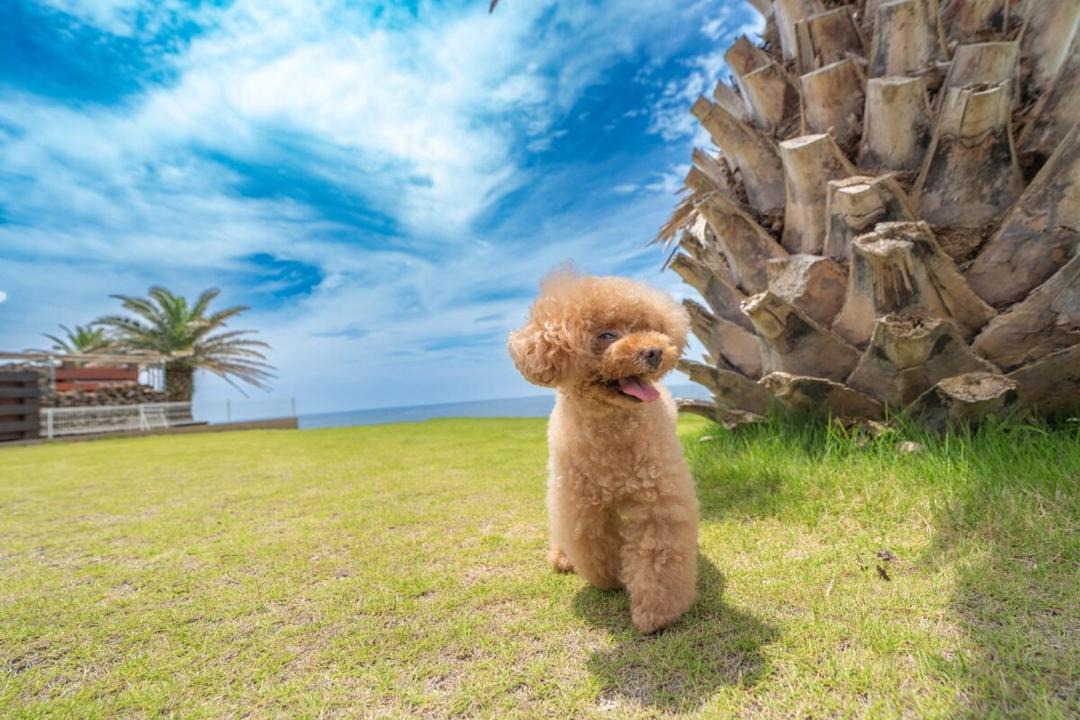 Photo of Others in Tateyama