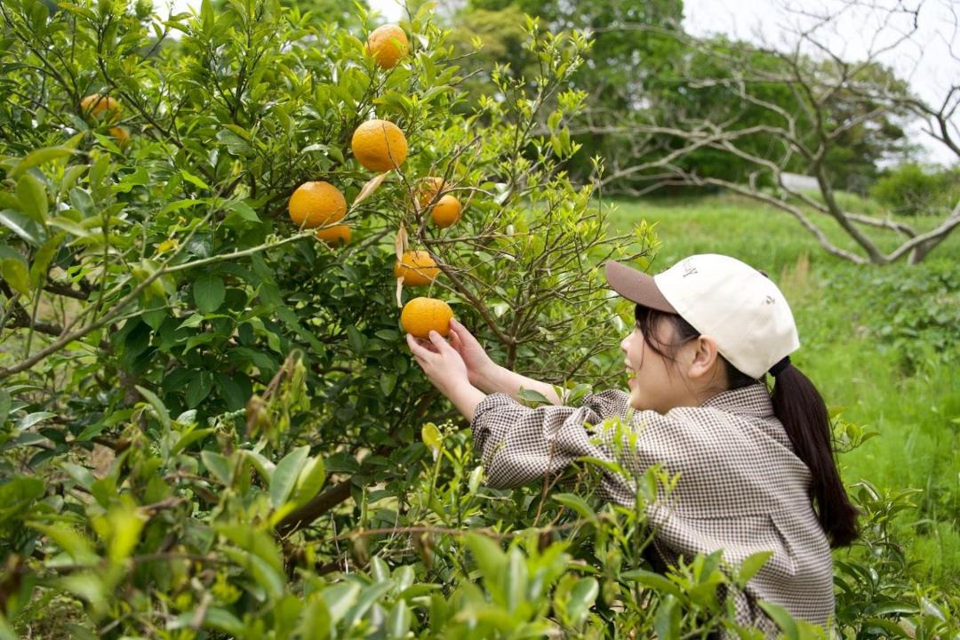 Photo of Others in Hayama