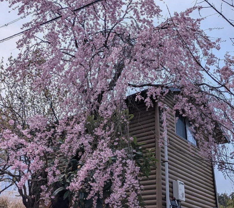 Photo of Others in Awaji