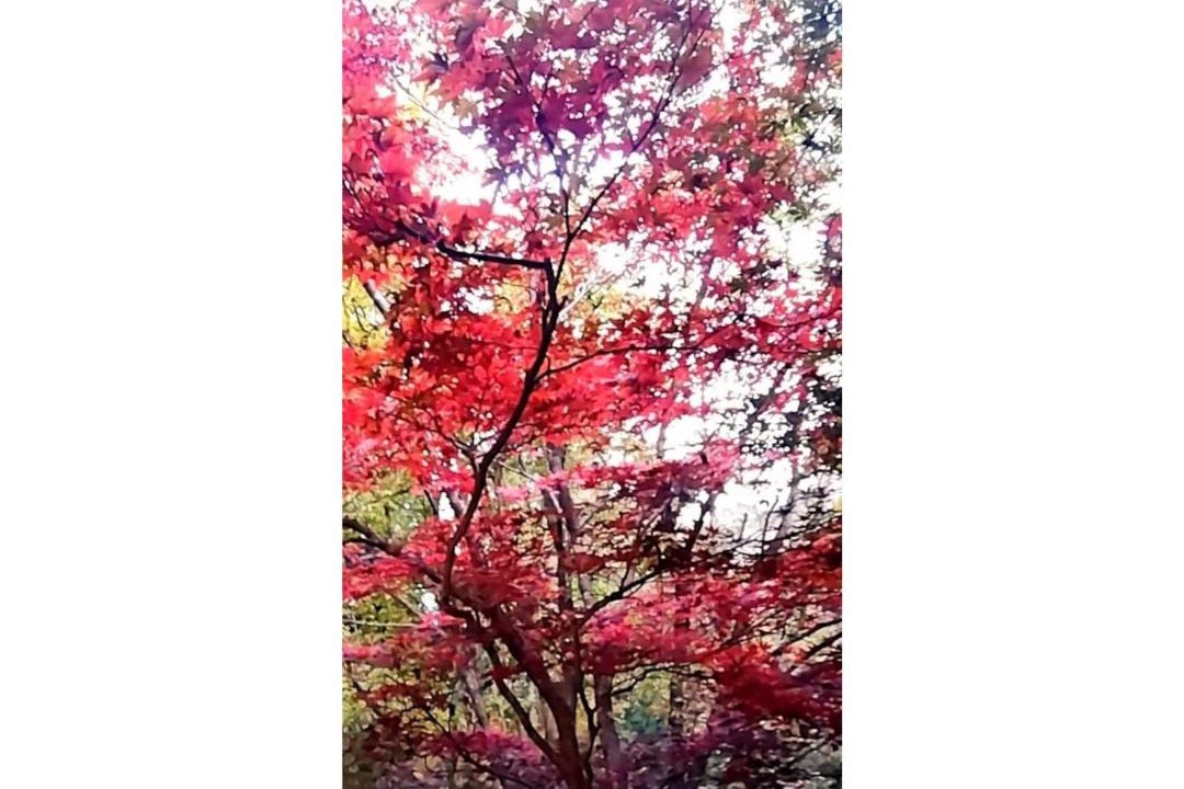 Photo of Others in Otsuki