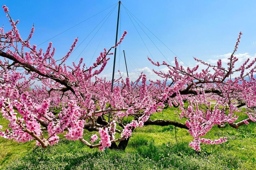 Photo of Others in Minami-Alps