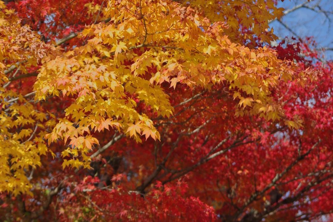 Photo of Outdoor in Shimogyo