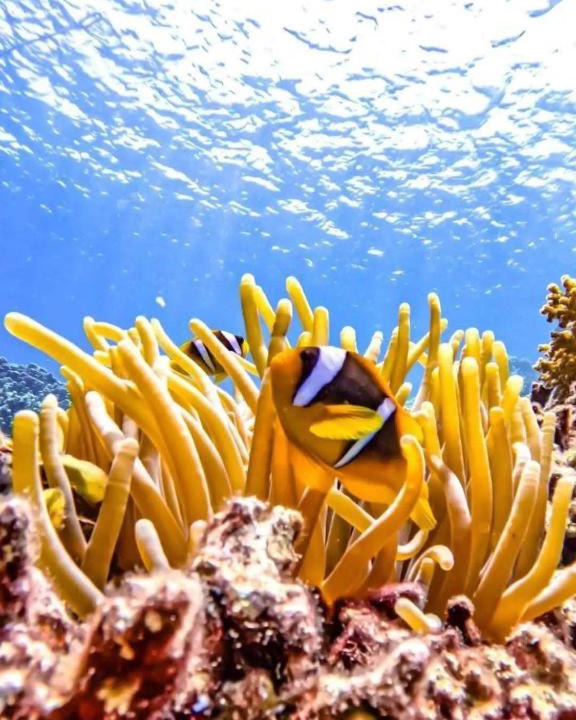 Photo of Others in Marsa Alam
