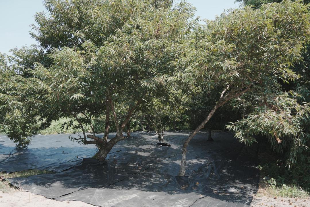Photo of Outdoor in Ichihara