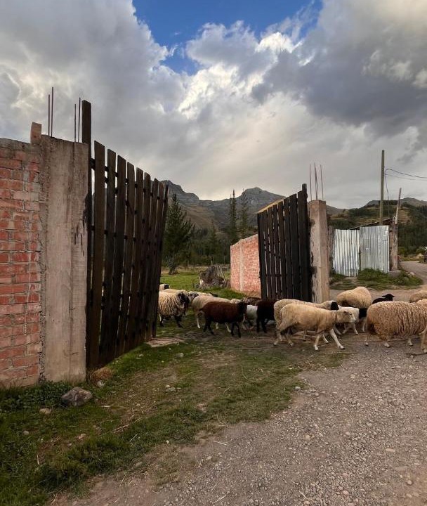 Photo of Others in Pitumarca