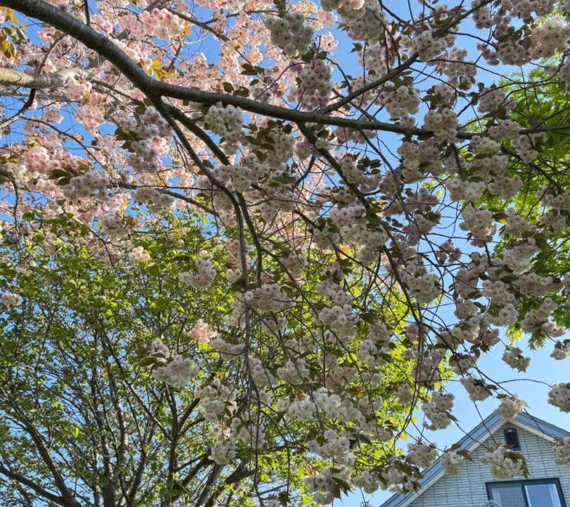 Photo of Others in Hakodate