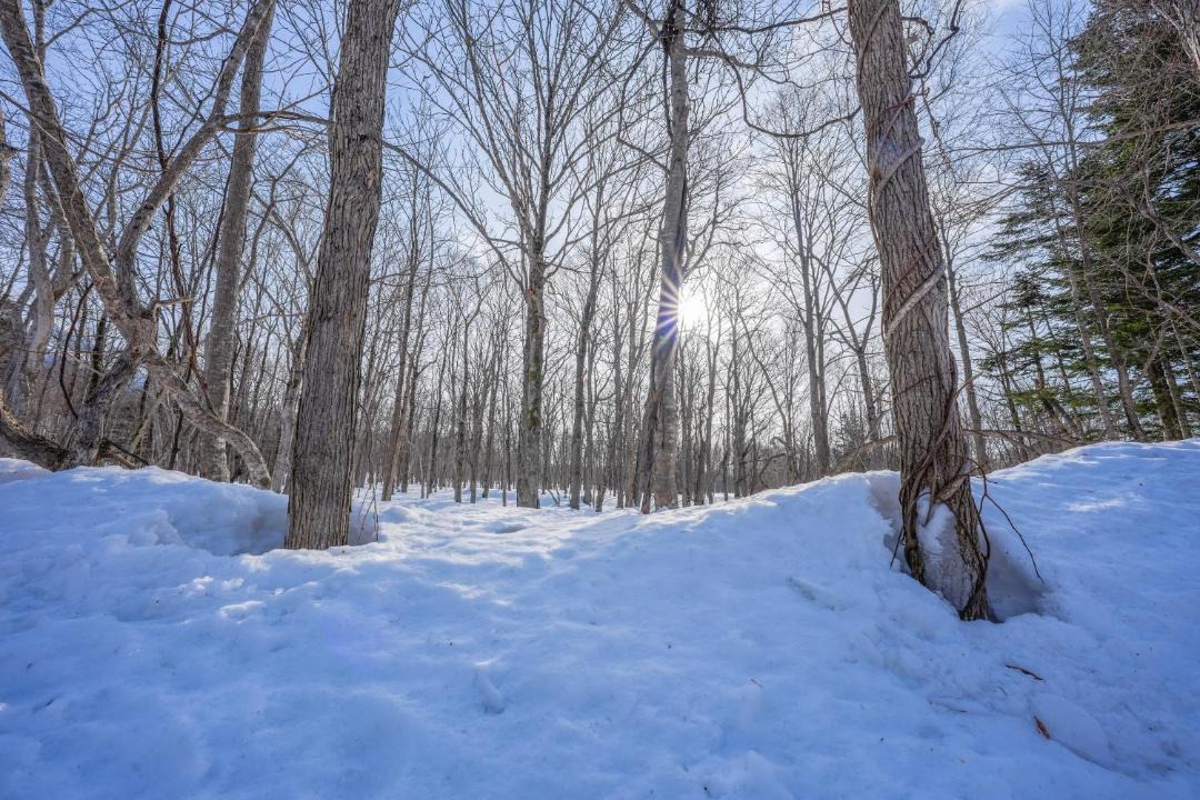 Photo of Others in Niseko