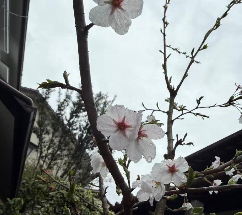Photo of Others in Higashiyama