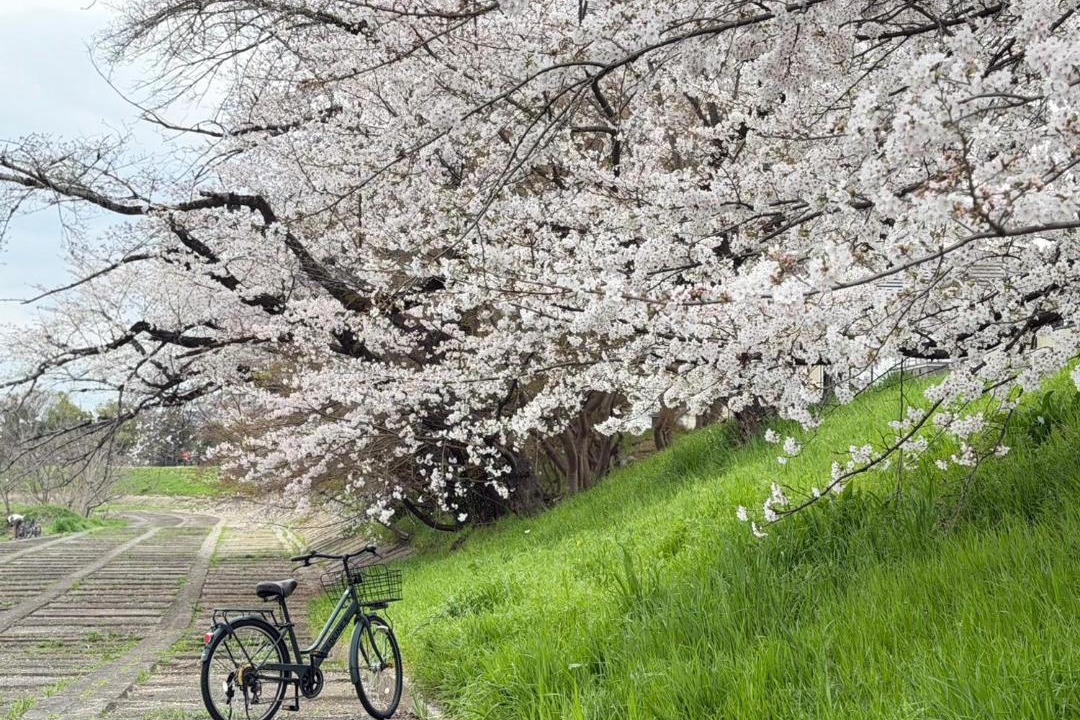 Photo of Others in Nishikyo