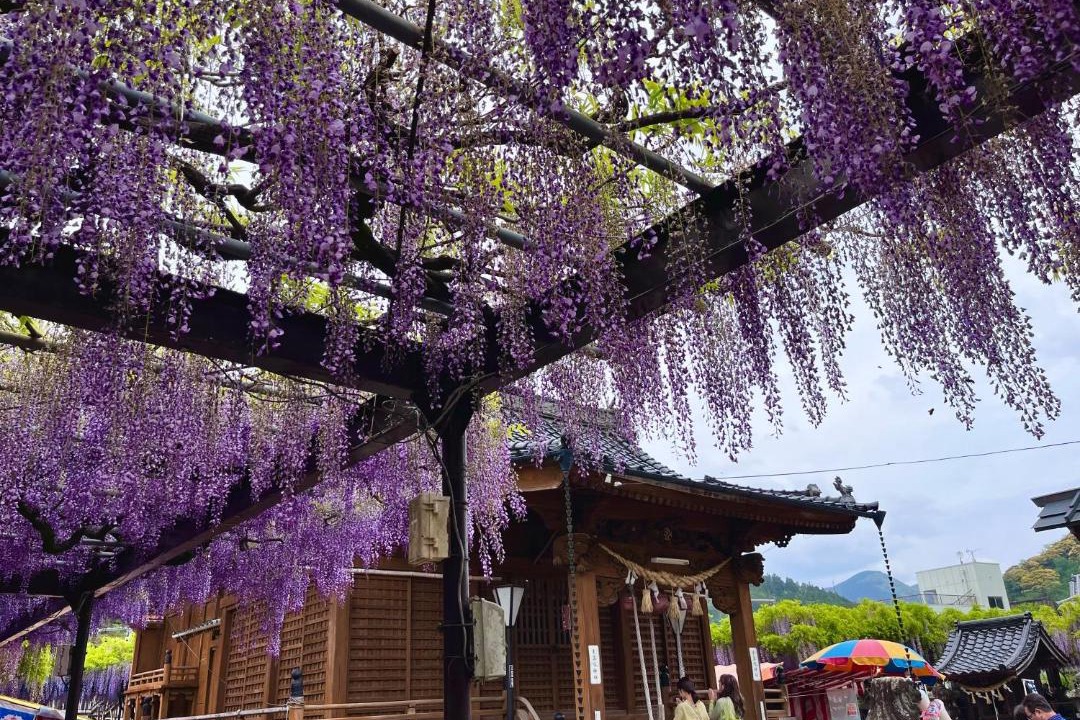 Photo of Others in Kurogi