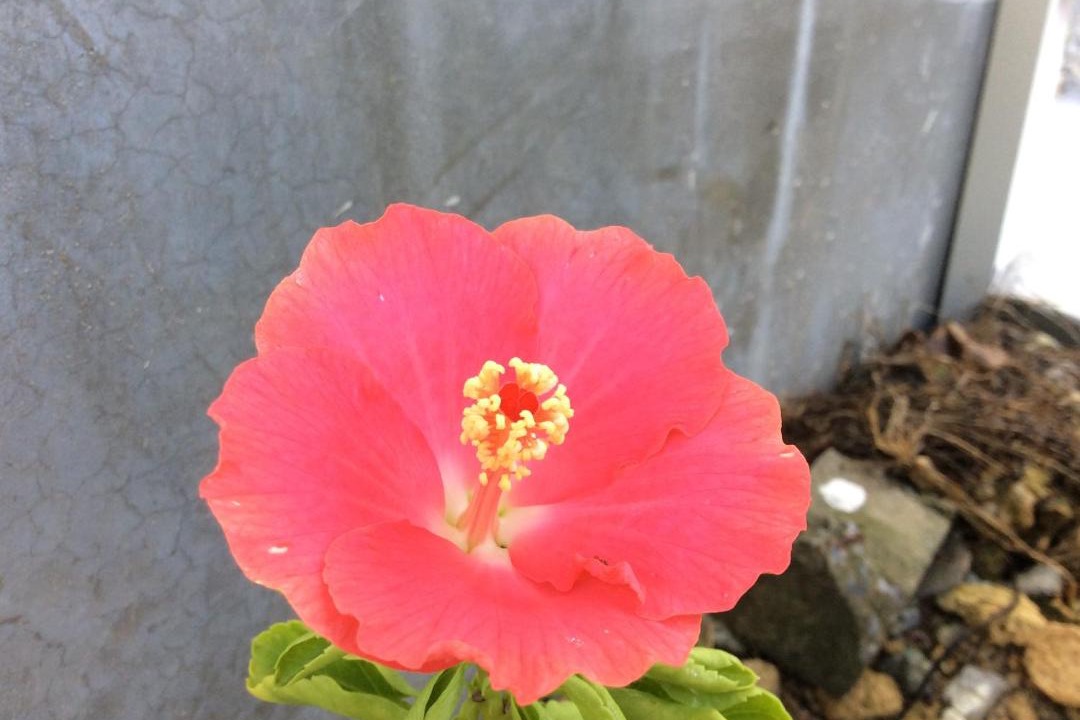 Photo of Others in Okinawa