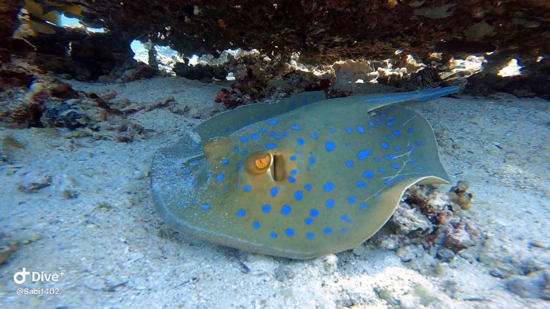 Photo of Others in Marsa Alam