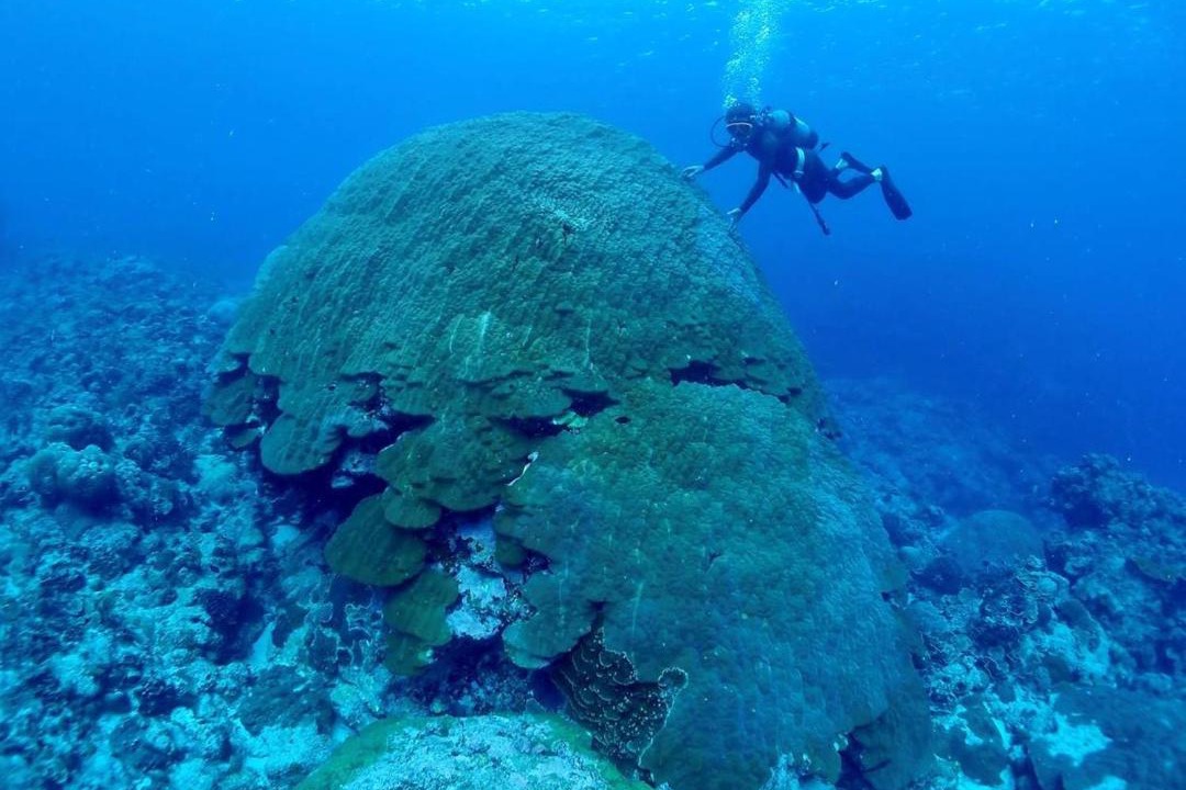 Photo of Others in Kikai Island