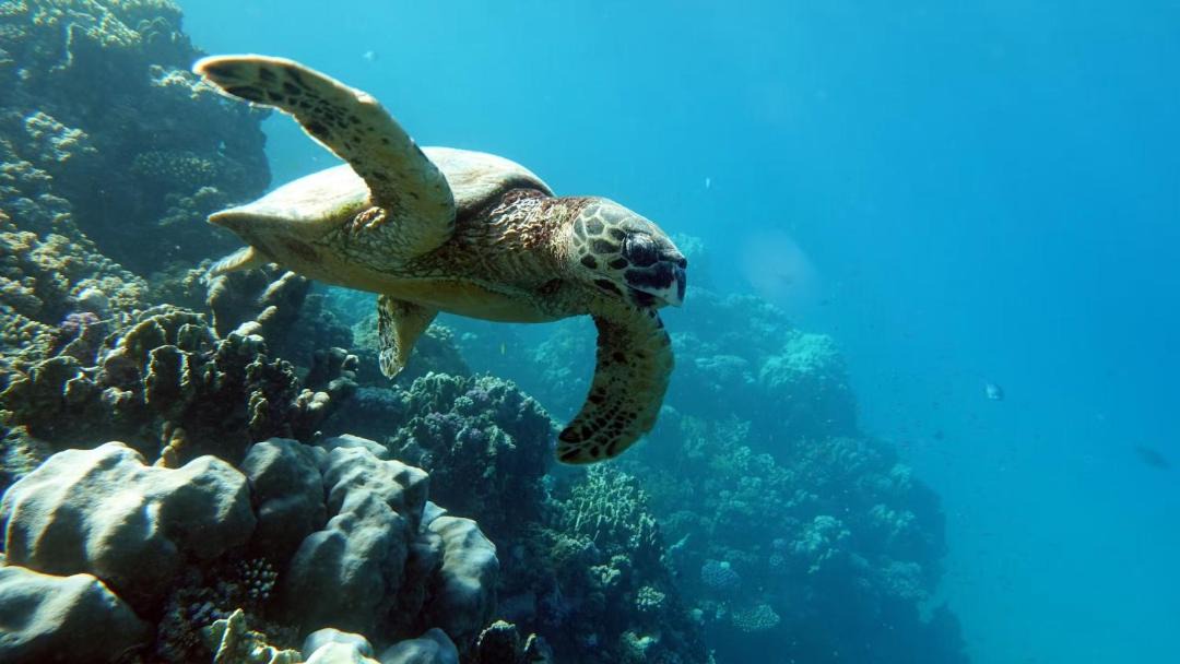 Photo of Others in Maejima