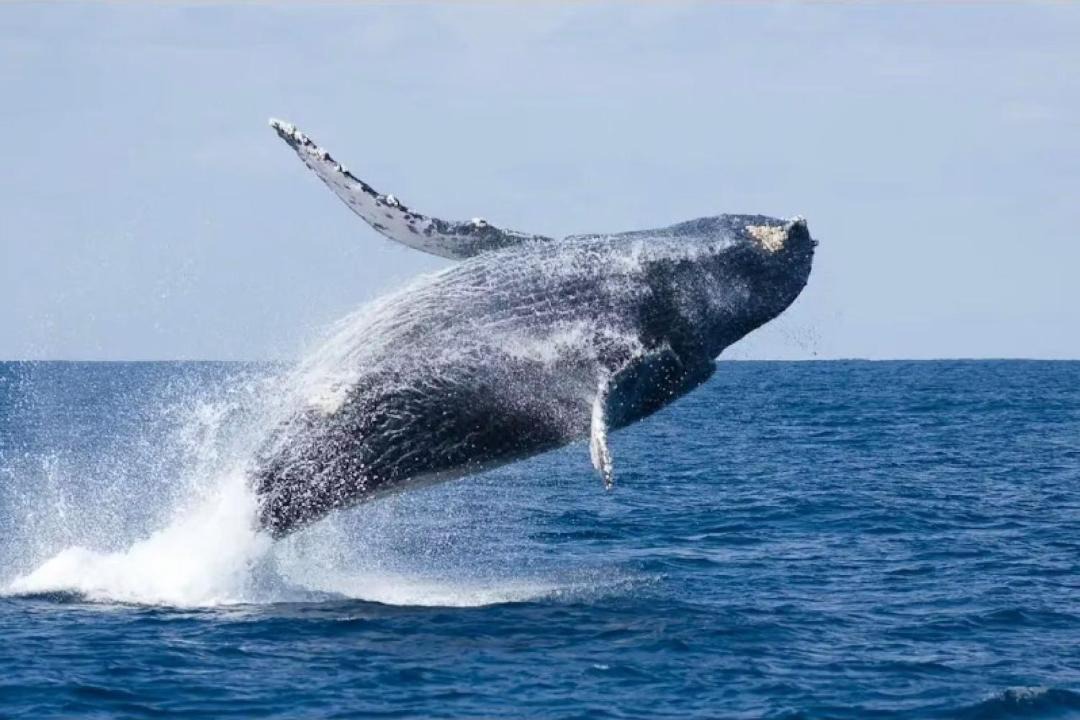 Photo of Others in Maejima