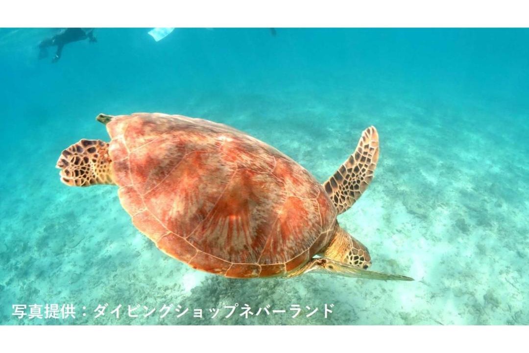 Photo of Others in Amami