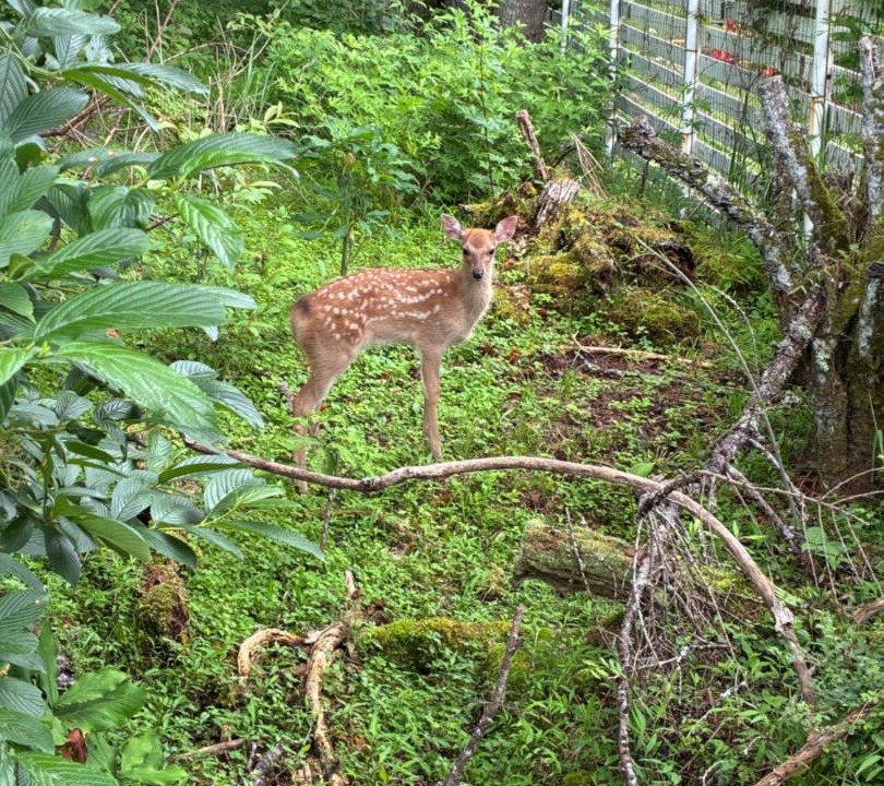 Photo of Others in Yamanakako