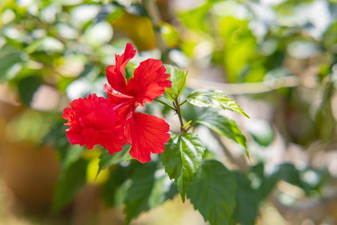 Photo of Outdoor in Shiraho