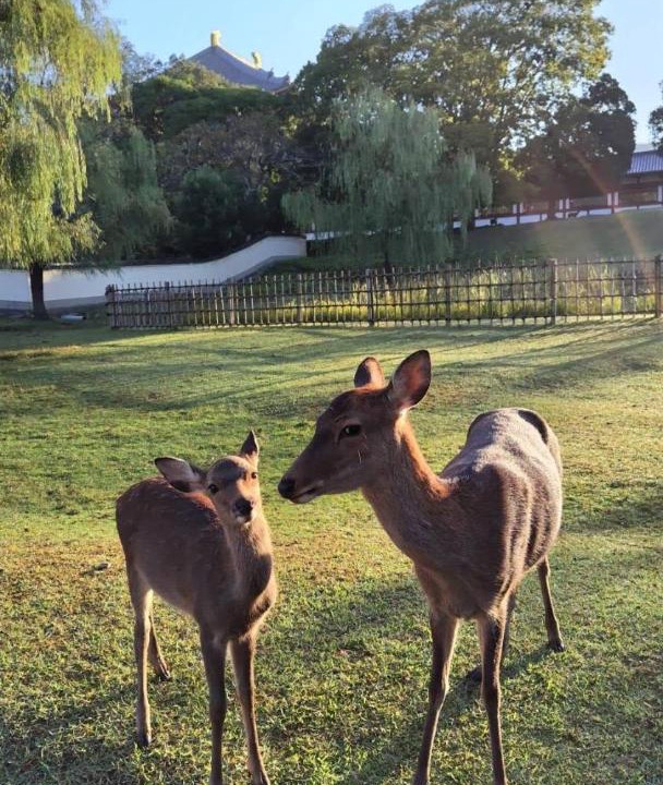 Photo of Others in Nara
