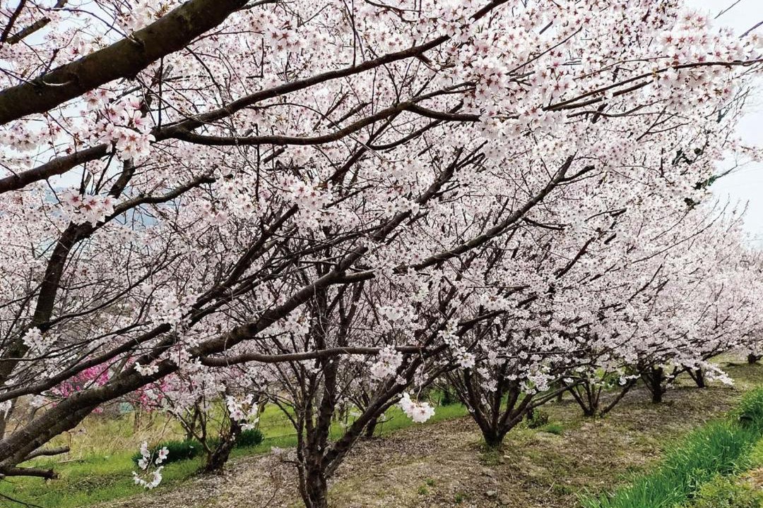 Photo of Others in Momoshima