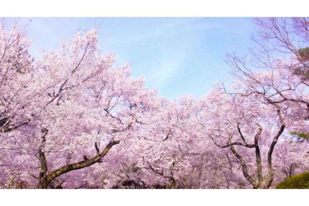 Photo of Others in Hakodate